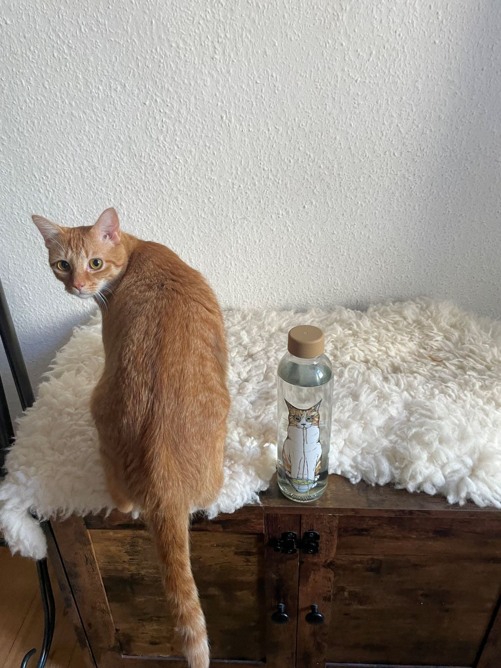 700ml Trinkflasche aus Glas mit niedlichem Katzenmotiv – mit jeder Flasche Spende an das Berliner Tierheim