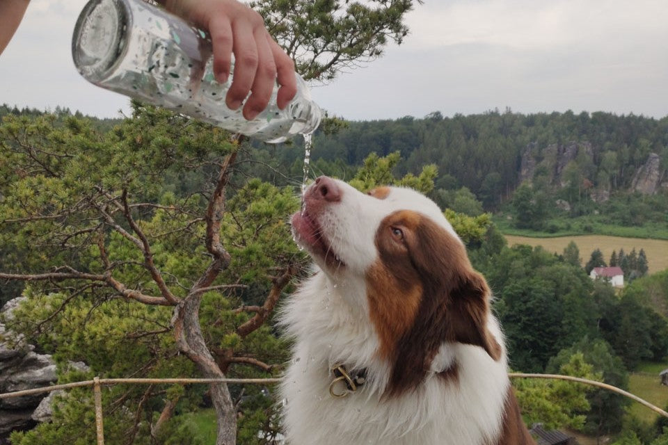 Carrybottles_Office_Dog_Hund_Wasser_trinken