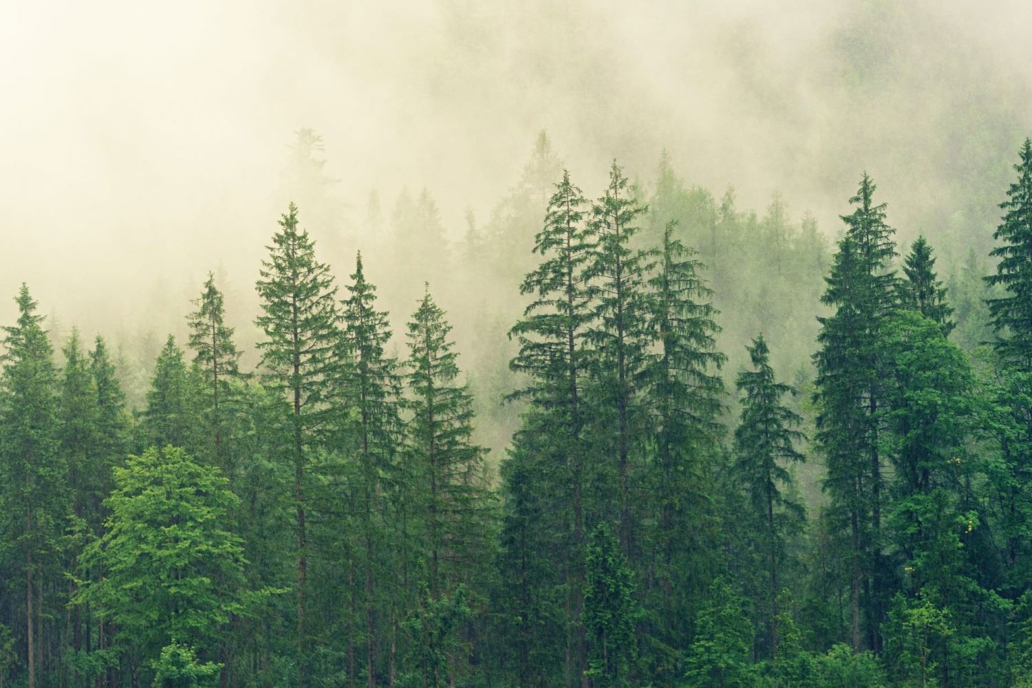 Carrybottles_Spende_Urwald_in_Deutschland