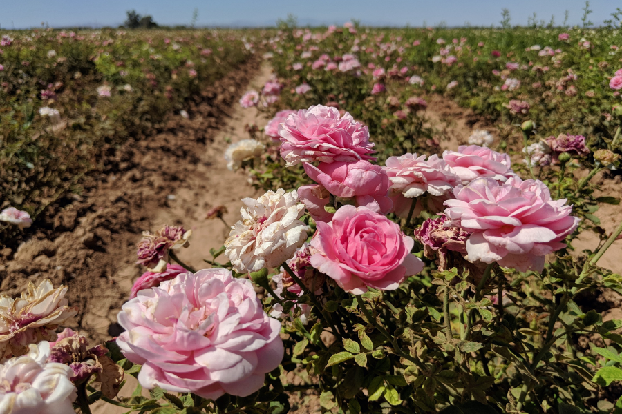 Blumen-Zeichen der Liebe oder Umweltkiller?