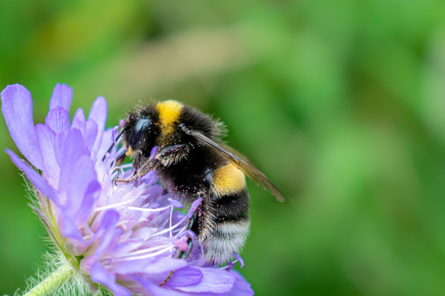 Gemeinsam für die Bienen: Unser Einsatz gegen das Insektensterben 🐝